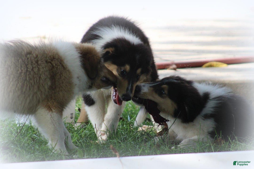 categoriesInfo:categoryAttributeOptions.pets.dogs.breed.roughCollie dogs for sale: Kenzie - Image 6