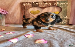 Miniature Dachshund dogs for sale: Hailey - Image 9