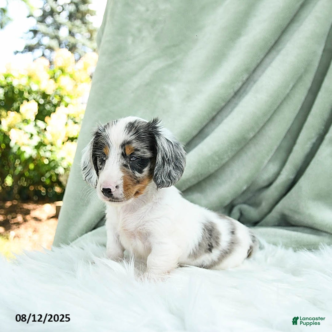 Miniature Dachshund dogs for sale: Parker Special Needs - Image 4