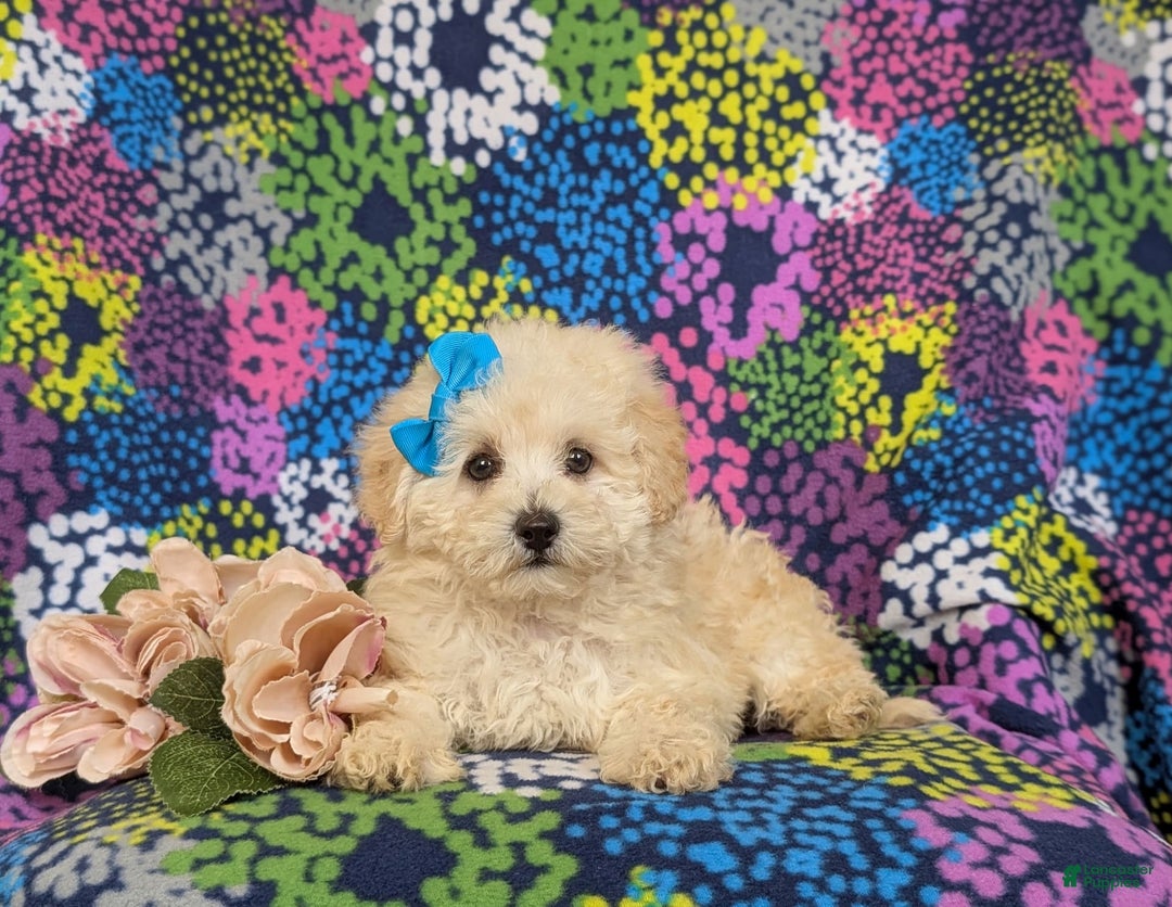 Miniature Poodle dogs for sale: Devon - Image 5