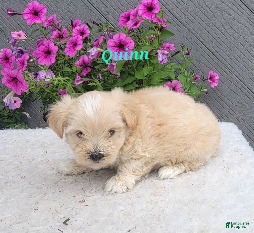 Morkie dogs for sale: Quinn - Image 5