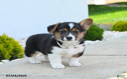 Welsh Corgi Pembroke dogs for sale: Tessa - Image 4