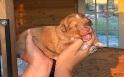 Aussiedoodle dogs for sale: Reba - Image 4