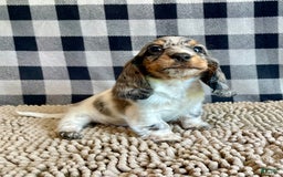 Dachshund dogs for sale: Daniel - Image 5