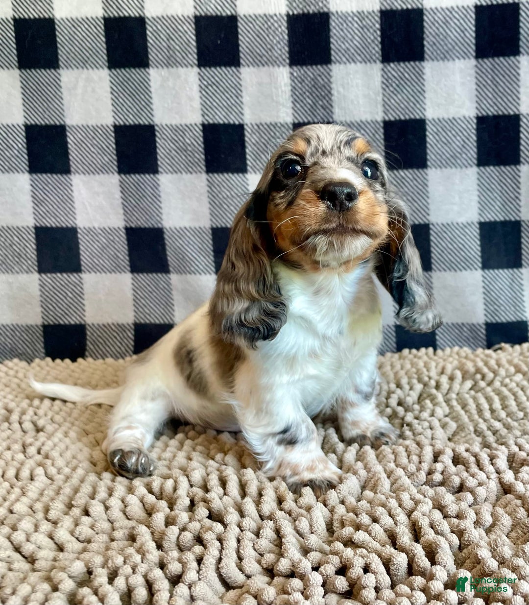 Dachshund dogs for sale: Daniel - Image 5
