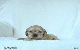 Cocker Spaniel dogs for sale: Sage - Image 1