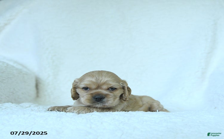 Cocker Spaniel dogs for sale - Ad 5