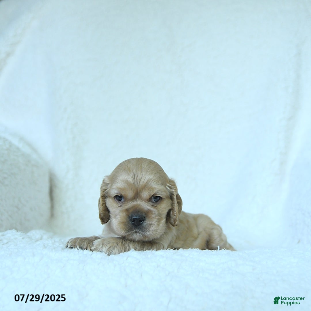 Cocker Spaniel dogs for sale: Sage - Image 1
