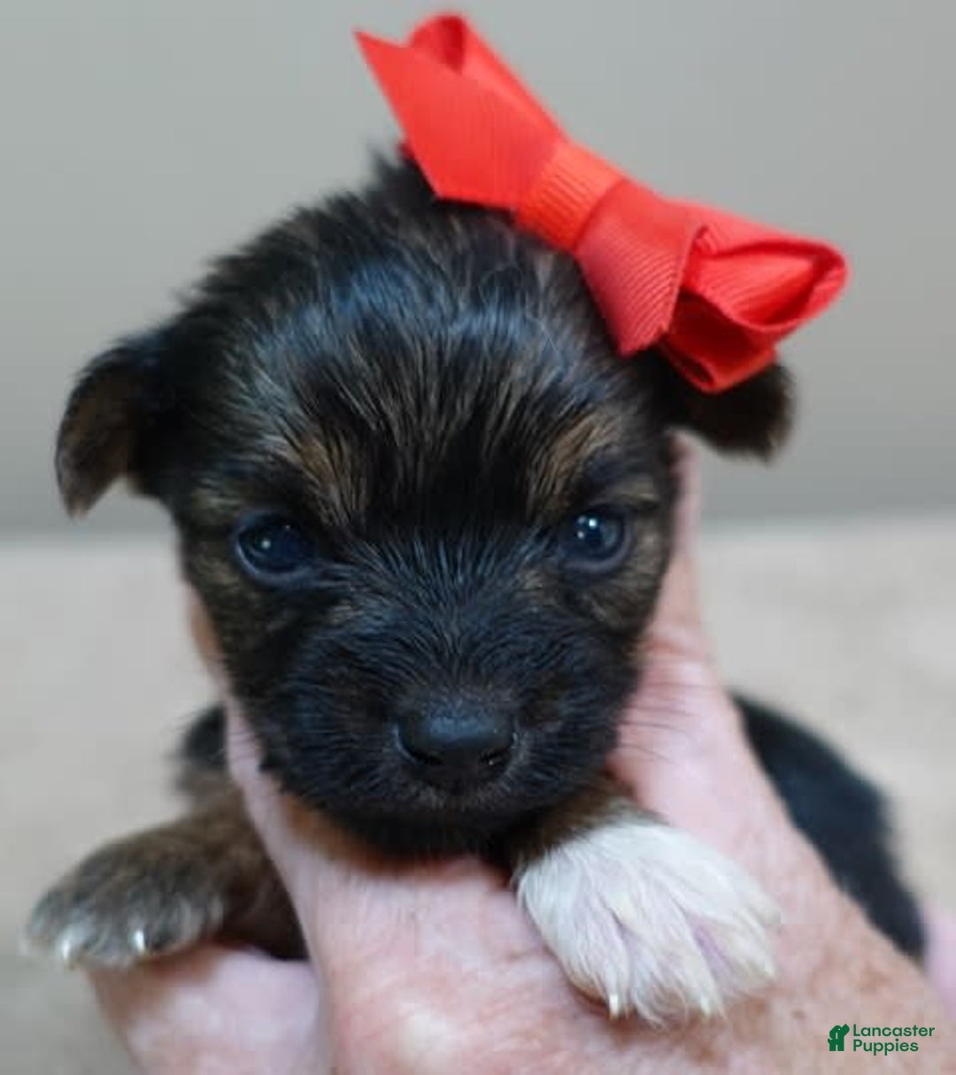 Yorkshire Terrier dogs for sale: Nessie - Image 24