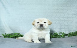 Mini Hippo dogs for sale: Bella - Image 6