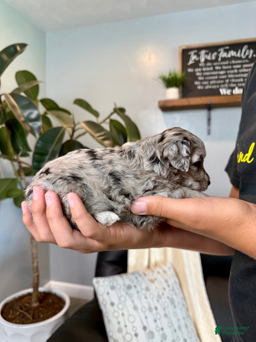 Mini Goldendoodle dogs for sale: Cookie - Health Tested - Image 4