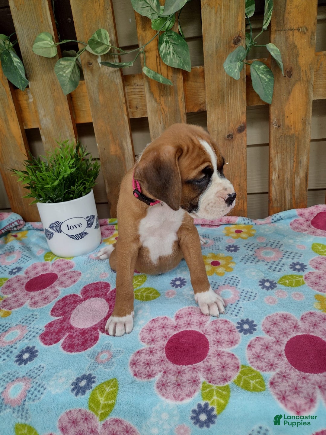 Boxer dogs for sale: Daisy - Image 6