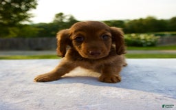 Miniature Dachshund dogs for sale: Skye - Image 3