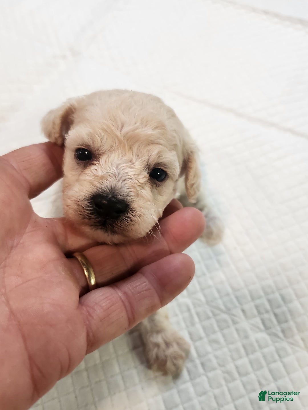 Bichon Frise dogs for sale: Toy Poodle/toy Bichon Puppy - Image 3