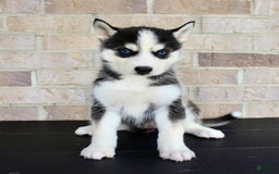 Siberian Husky dogs for sale: Aria - Image 1