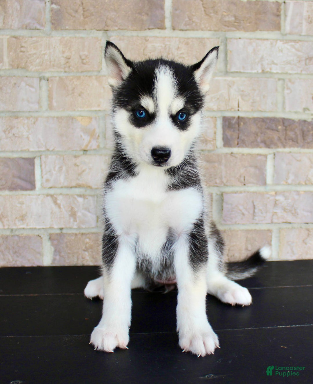 Siberian Husky dogs for sale: Aria - Image 1