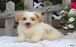 Bichpoo dogs for sale: Ellie - Image 2