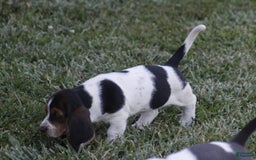 Basset Hound dogs for sale: Ida - Image 3
