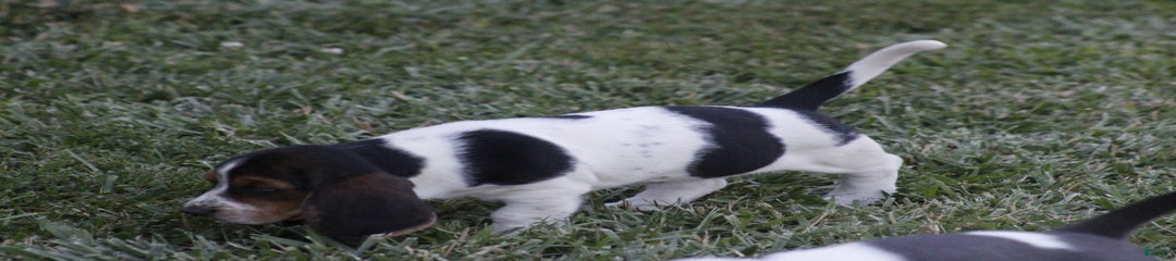 Ida