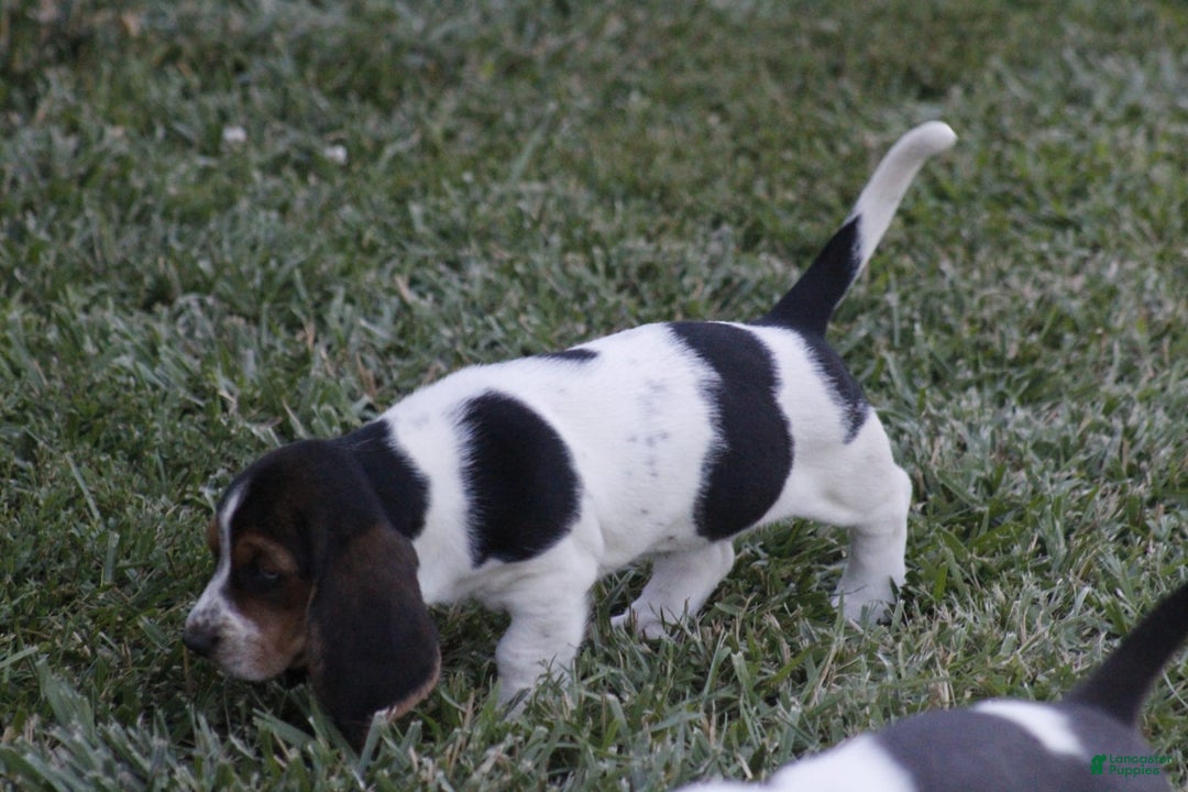 Basset Hound dogs for sale: Ida - Image 3