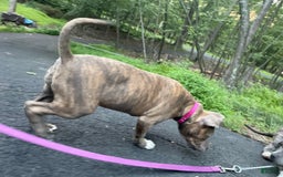 American Bully dogs for sale: Majestic - Image 15