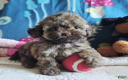 Maltipoo dogs for sale: Chocolate Peanut - Image 12