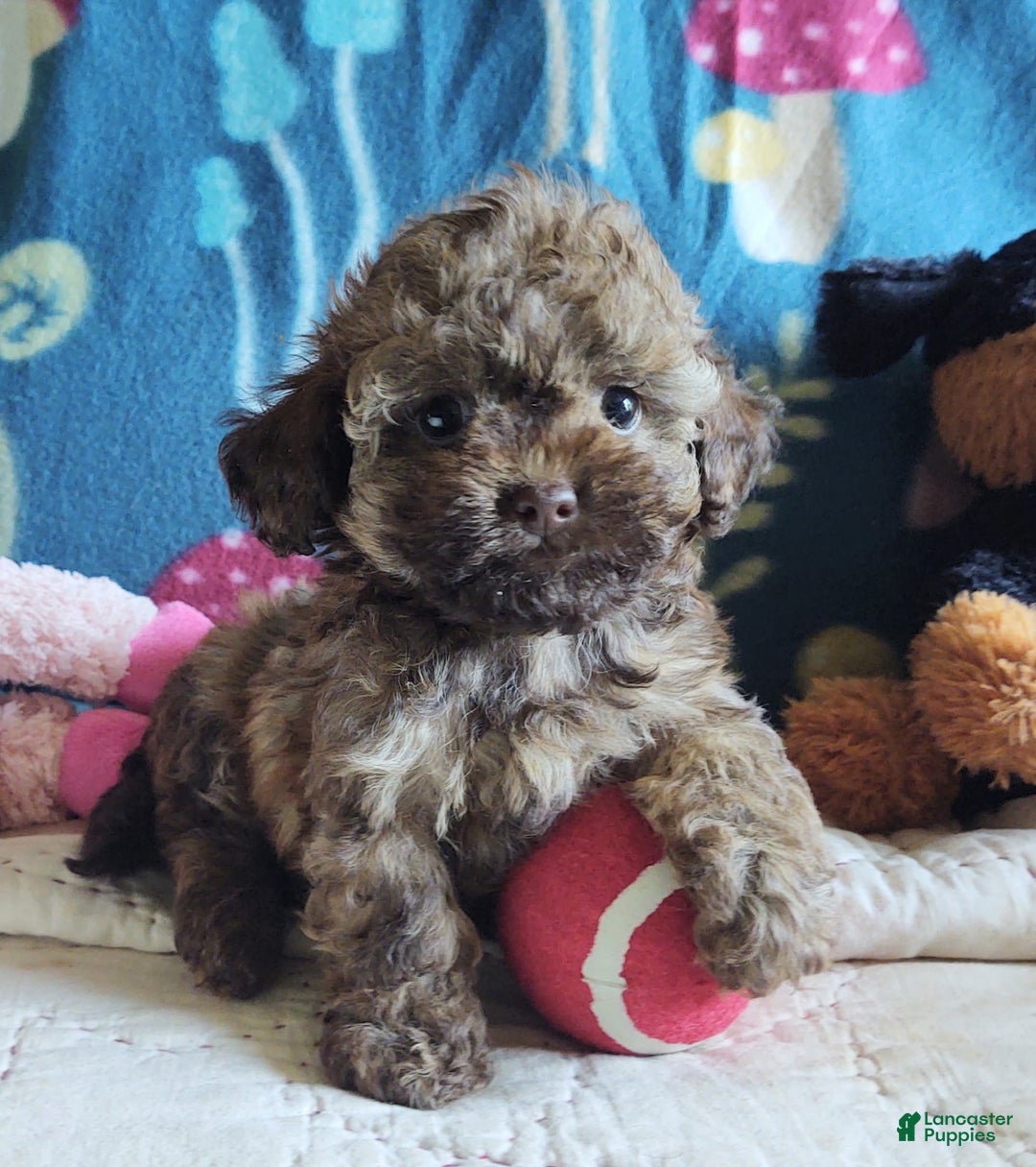 Maltipoo dogs for sale: Chocolate Peanut - Image 12