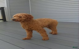 Goldendoodle dogs for sale: Sugar - Image 12