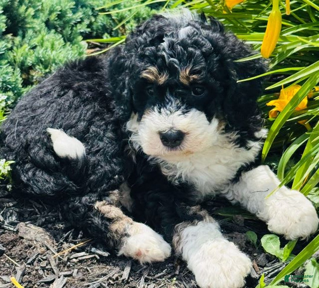 Bernedoodle dogs for sale: Sandy - Image 2