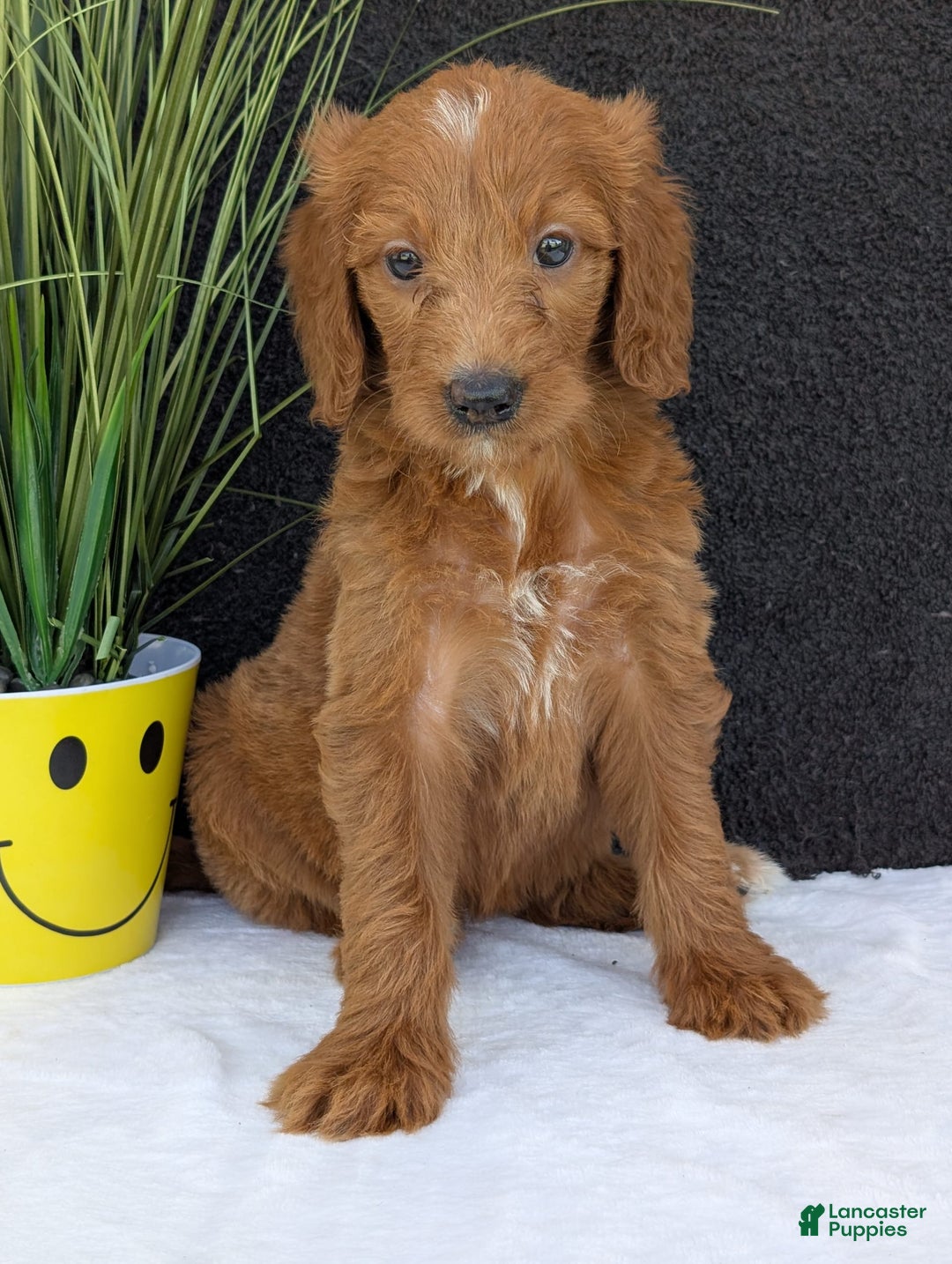 Goldendoodle dogs for sale: Kailey - Image 5