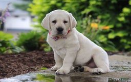 Labrador Retriever dogs for sale: Beth - Image 3