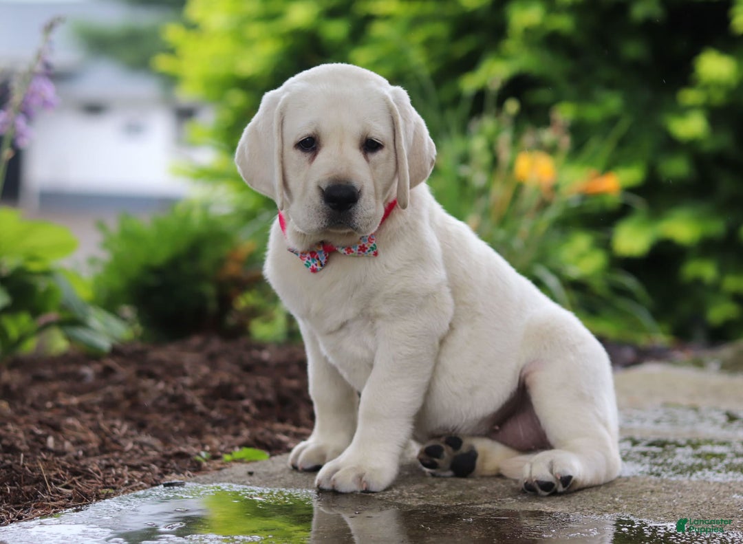Labrador Retriever dogs for sale: Beth - Image 3