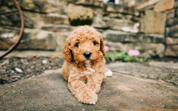 Cavapoo dogs for sale: Teddy - Image 1