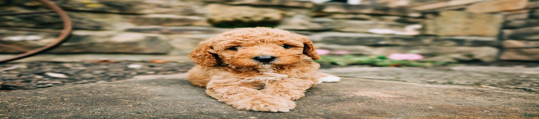 Teddy