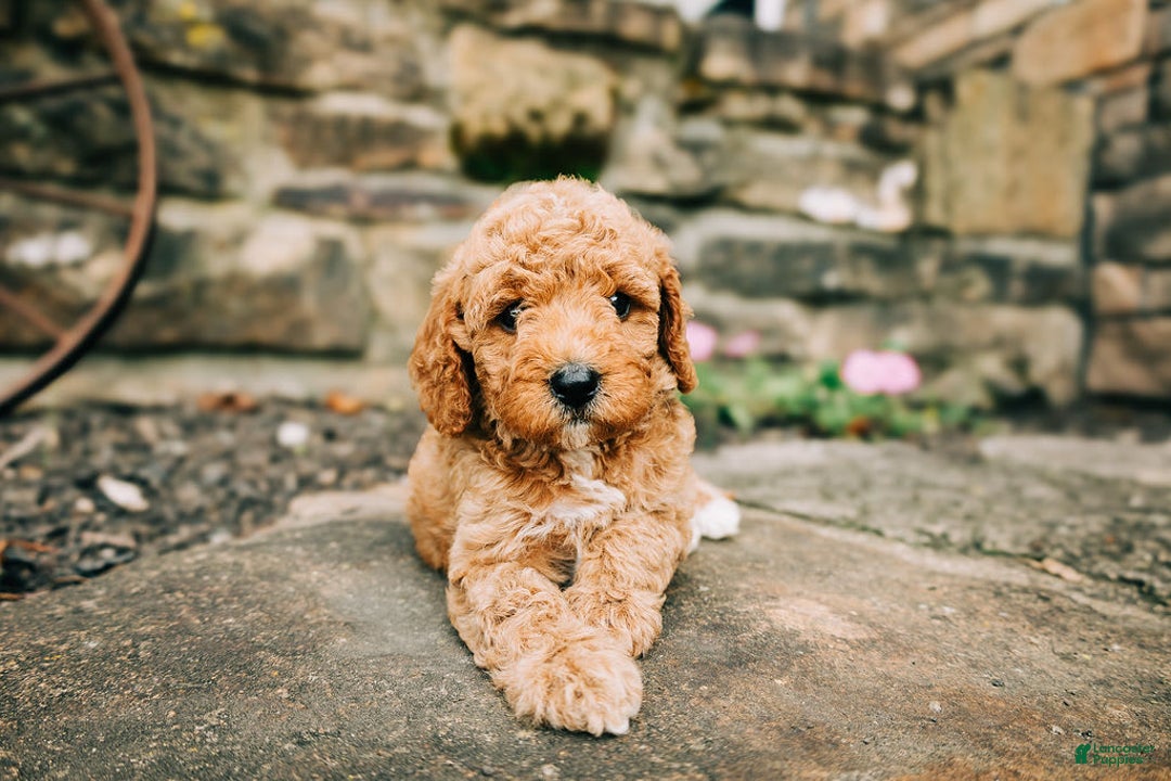 Cavapoo dogs for sale: Teddy - Image 1