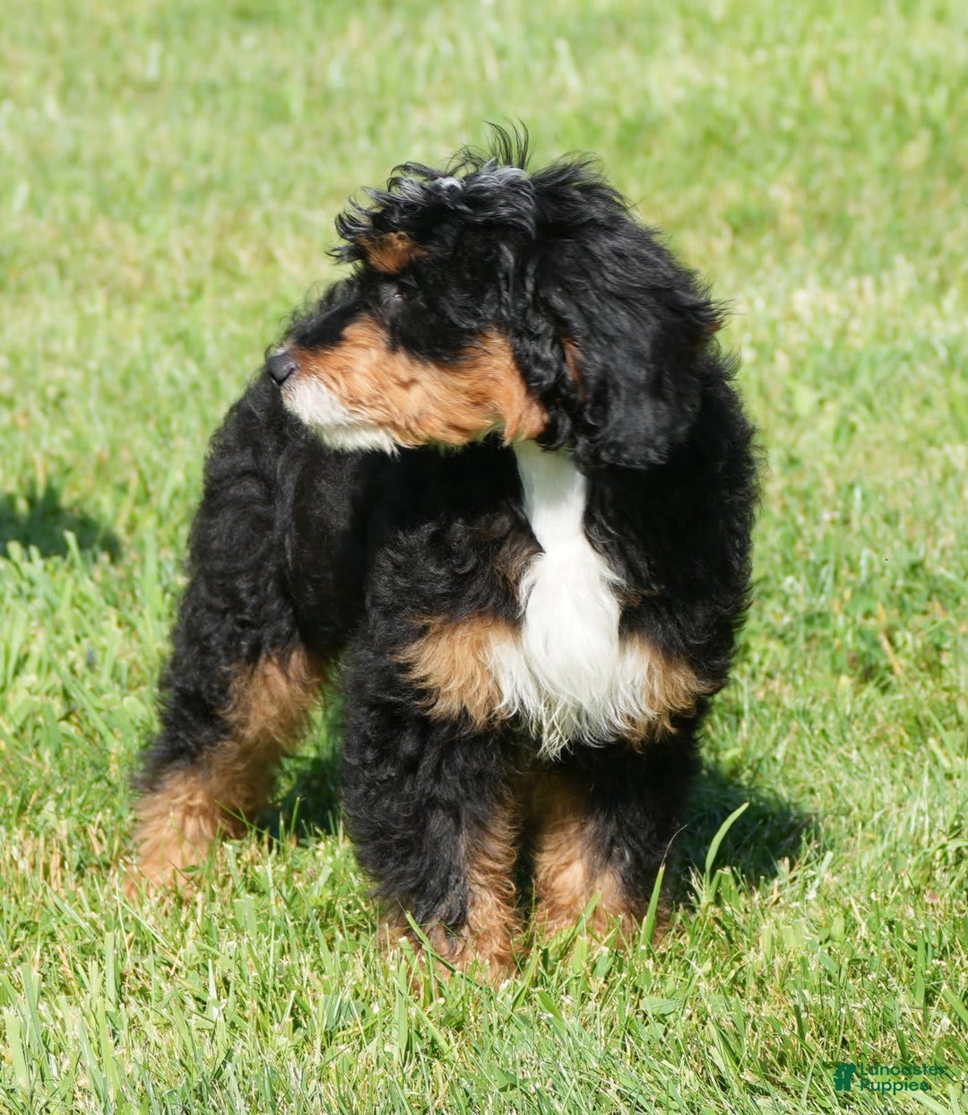 Mini Bernedoodle dogs for sale: Buddy - Image 7