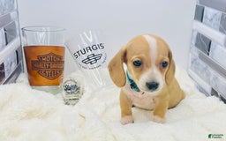 Miniature Dachshund dogs for sale: Jesse - Image 9