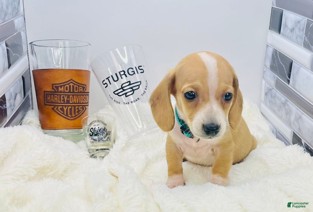 Miniature Dachshund dogs for sale: Jesse - Image 9