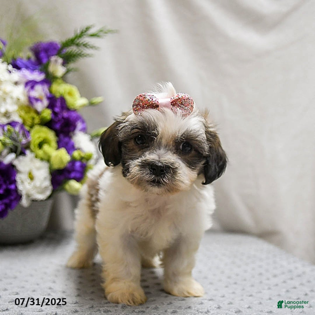 Teddy Bear dogs for sale: Waffles - Image 4