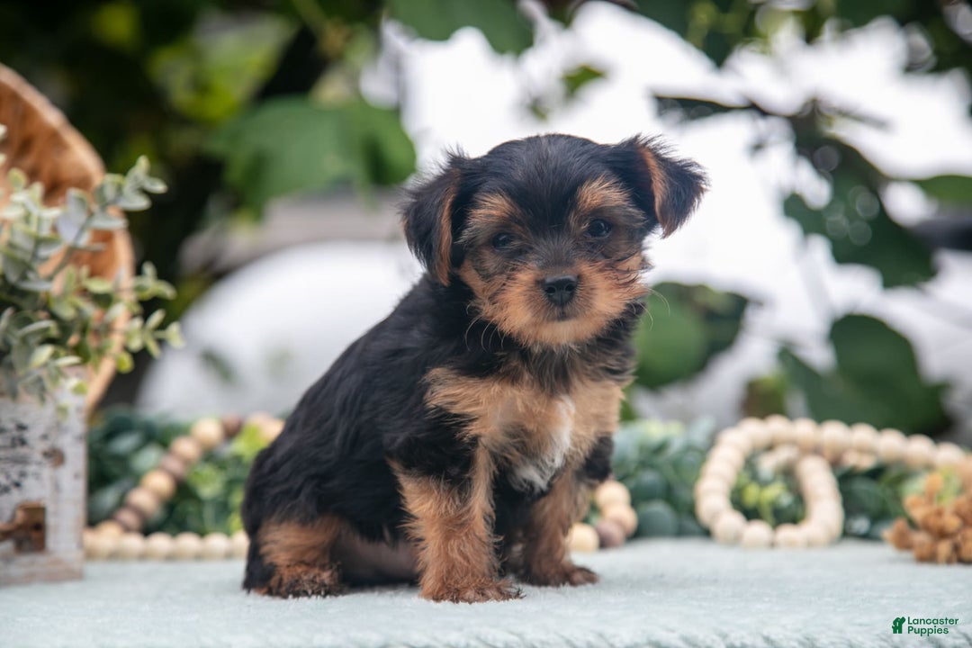 Shorkie dogs for sale: Hunter - Image 3