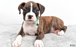 Boxer dogs for sale: Ranger - Image 3