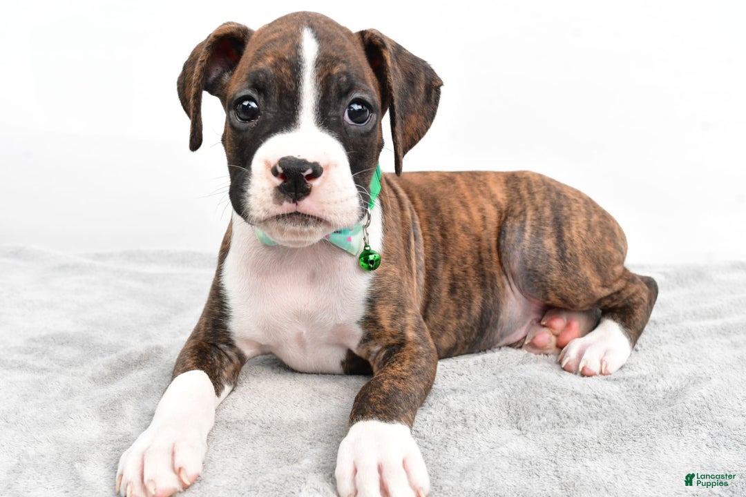Boxer dogs for sale: Ranger - Image 3
