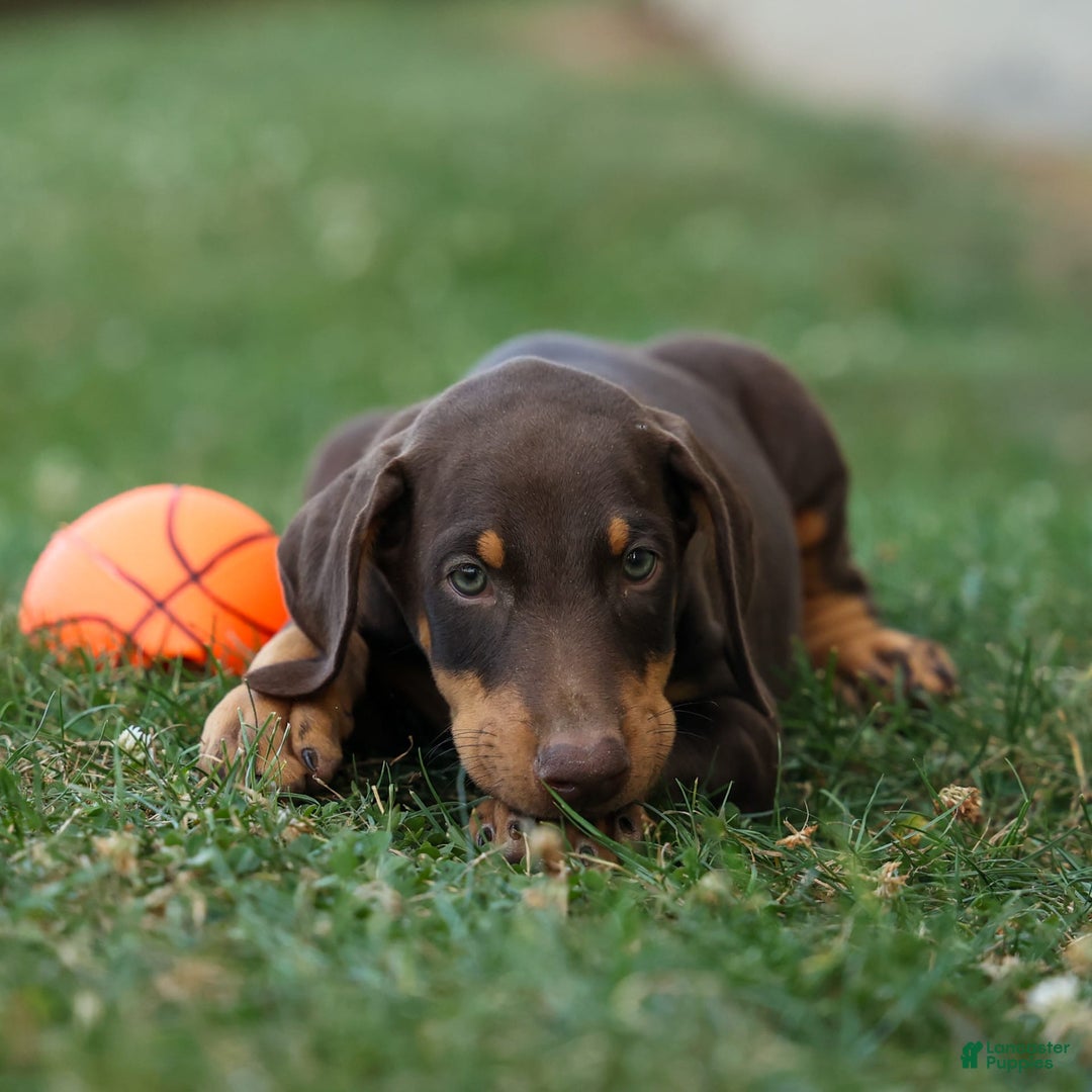 Doberman Pinscher dogs for sale: Doberman Pinscher 7 puppies - Image 3