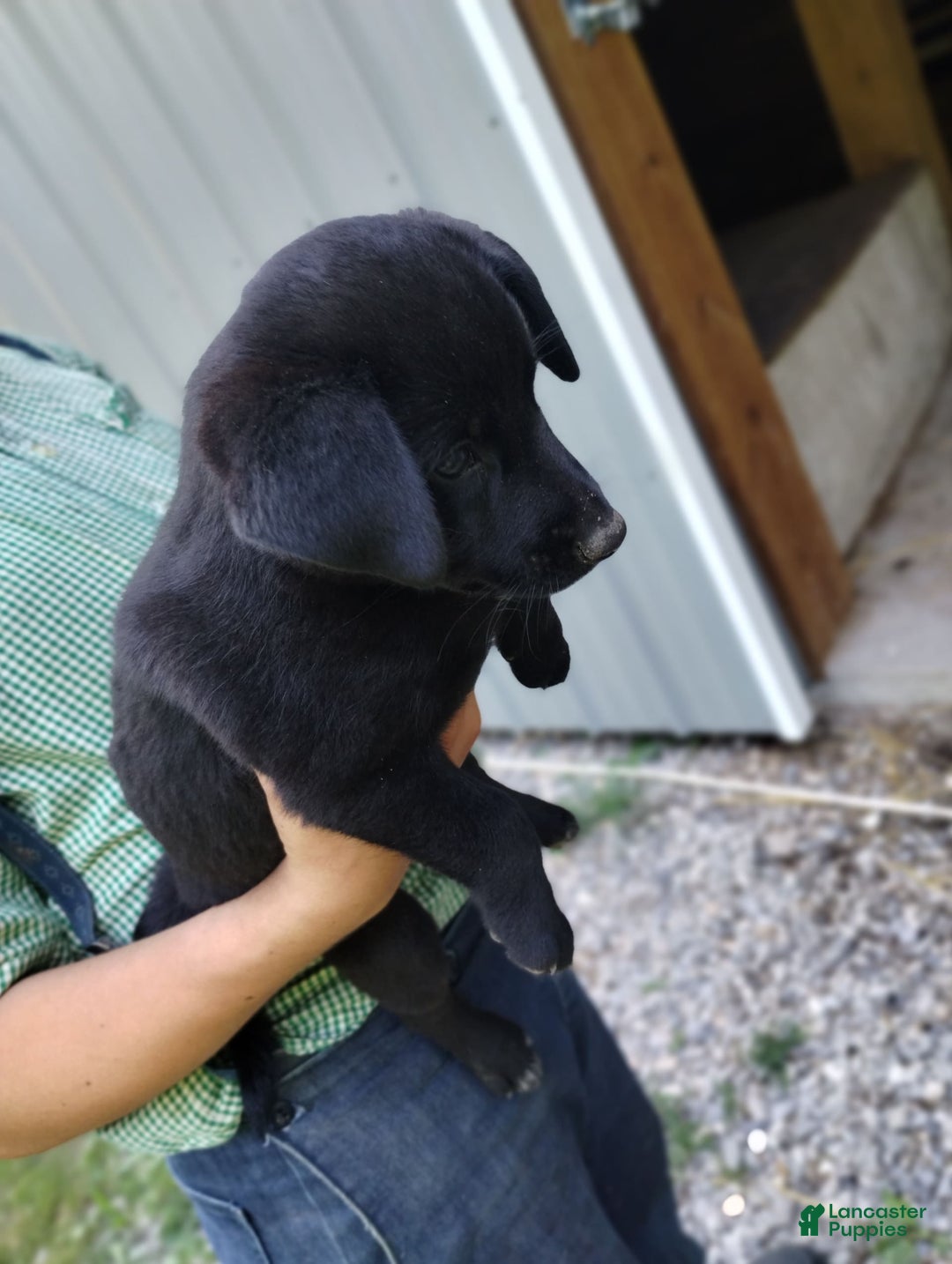 Norwegian Elkhound dogs for sale: Sweetheart - Image 3