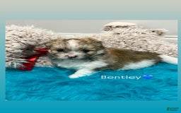 Pomeranian dogs for sale: Bentley - Image 1