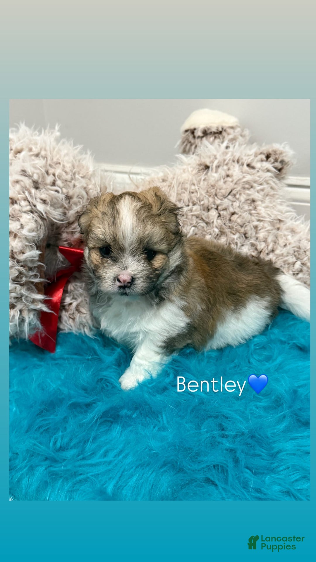 Pomeranian dogs for sale: Bentley - Image 1