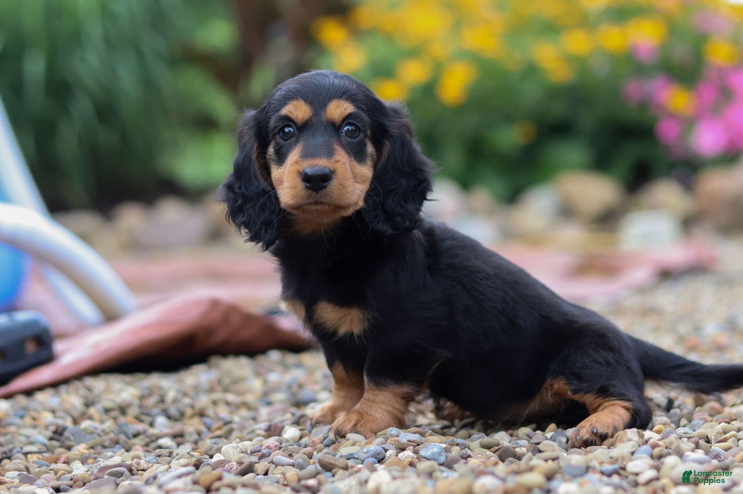 Miniature Dachshund dogs for sale: Dory - Image 3