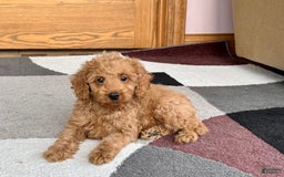 Cockapoo dogs for sale: Tate F1b - Image 4