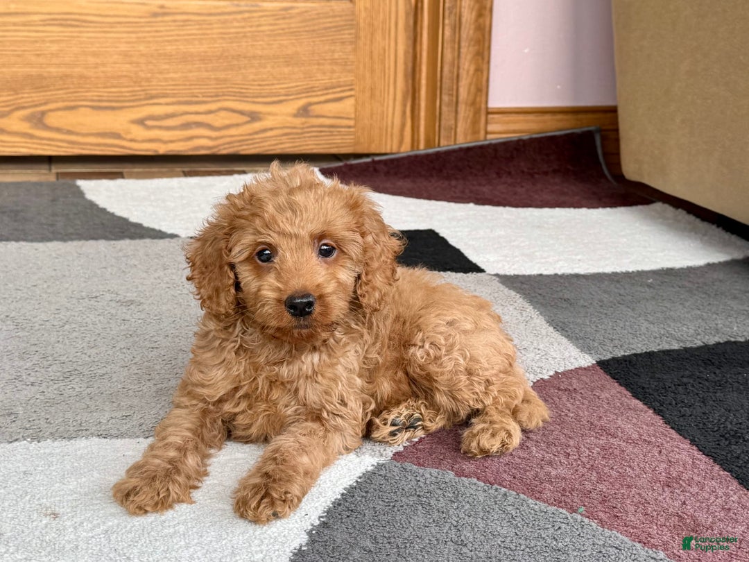 Cockapoo dogs for sale: Tate F1b - Image 4