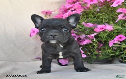 Frenchton dogs for sale: Fritz - Image 2